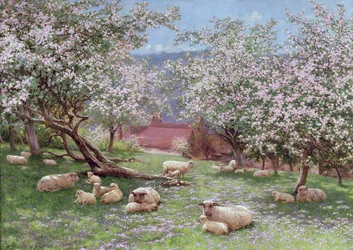Fleur de pommier